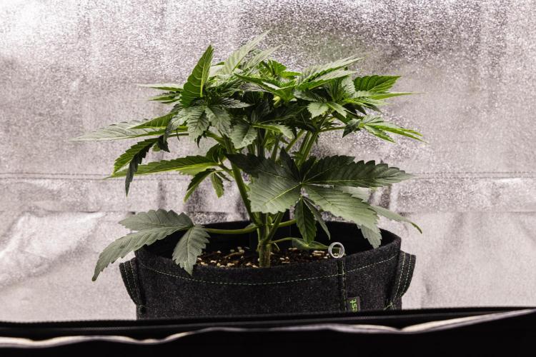 Apple Fritter - Farm #22. Week 2 - Apple Fritter - Day 14.