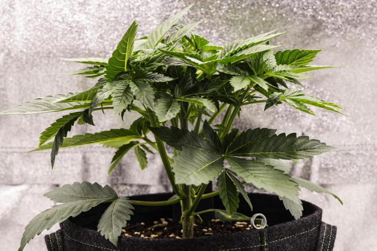 Apple Fritter - Farm #22. Week 2 - Apple Fritter - Day 14.