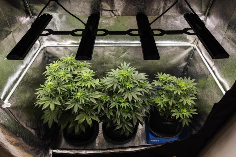 Royal Cheese - Farm #22. Week 3 - Butterflies Little Farm - Week 3.