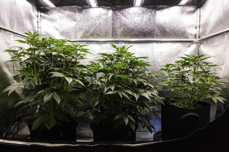 Royal Cheese - Farm #22. Week 3 - Butterflies Little Farm - Week 3.