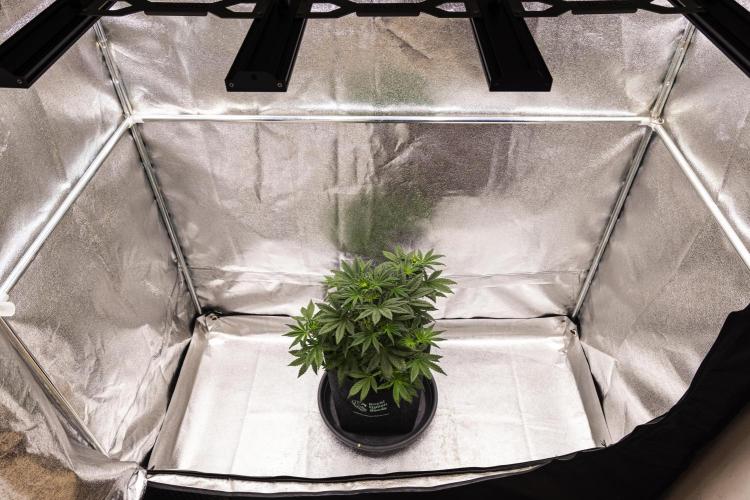Royal Cheese - Farm #22. Week 3 - Royal Cheese - Day 21.