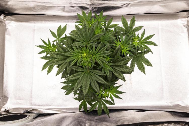 Royal Cheese - Farm #22. Week 3 - Royal Cheese - Day 21.