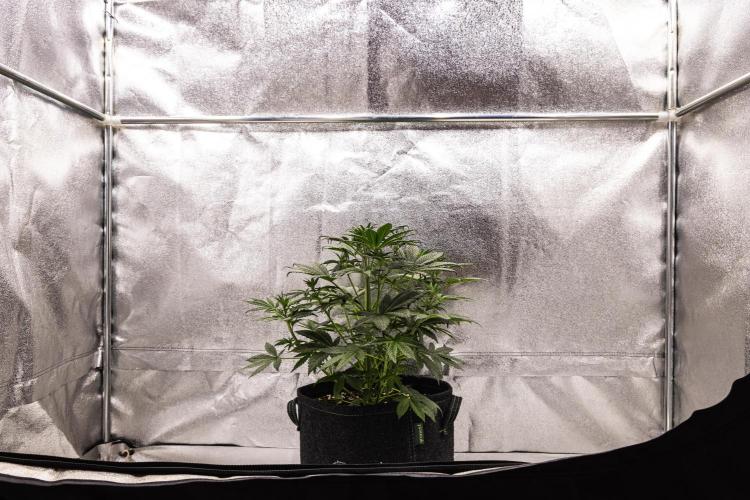 Royal Cheese - Farm #22. Week 3 - Royal Cheese - Day 21.