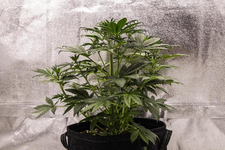 Royal Cheese - Farm #22. Week 3 - Royal Cheese - Day 21.