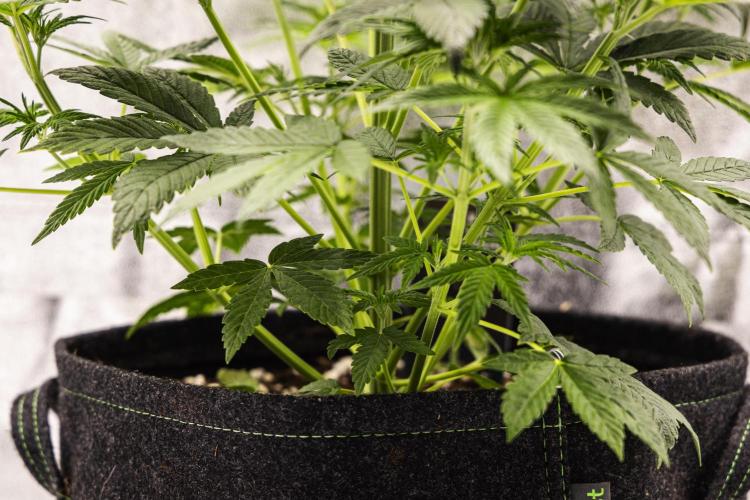 Royal Cheese - Farm #22. Week 3 - Royal Cheese - Day 21.