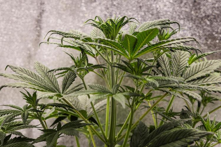 Royal Cheese - Farm #22. Week 3 - Royal Cheese - Day 21.