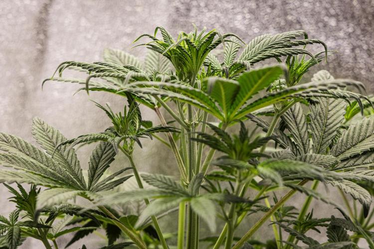 Royal Cheese - Farm #22. Week 3 - Royal Cheese - Day 21.