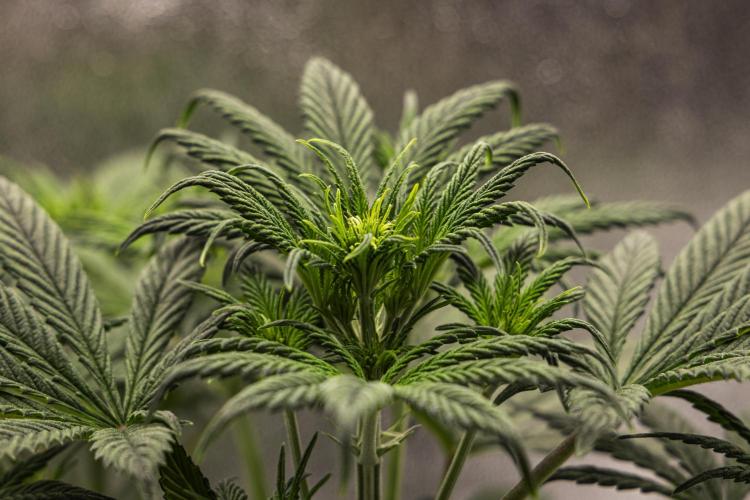 Royal Cheese - Farm #22. Week 3 - Royal Cheese - Day 21.