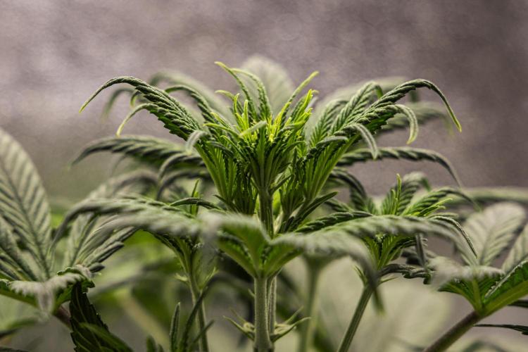Royal Cheese - Farm #22. Week 3 - Royal Cheese - Day 21.