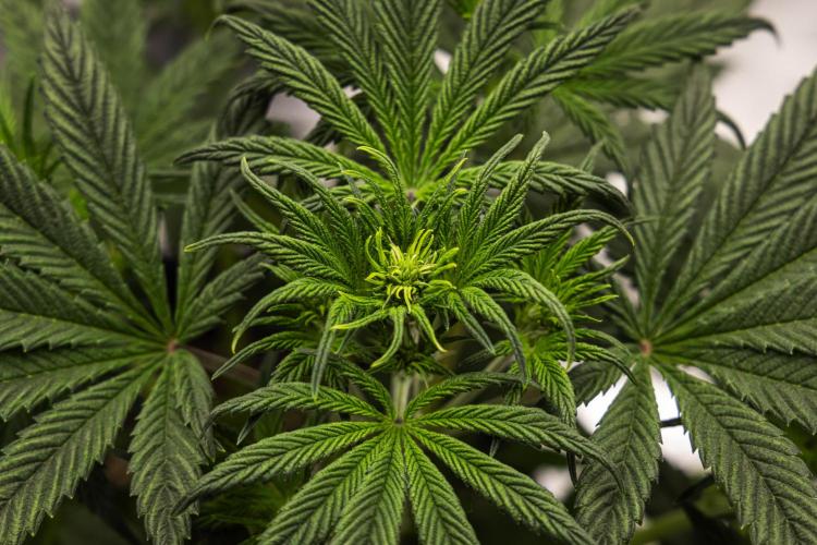 Royal Cheese - Farm #22. Week 3 - Royal Cheese - Day 21.