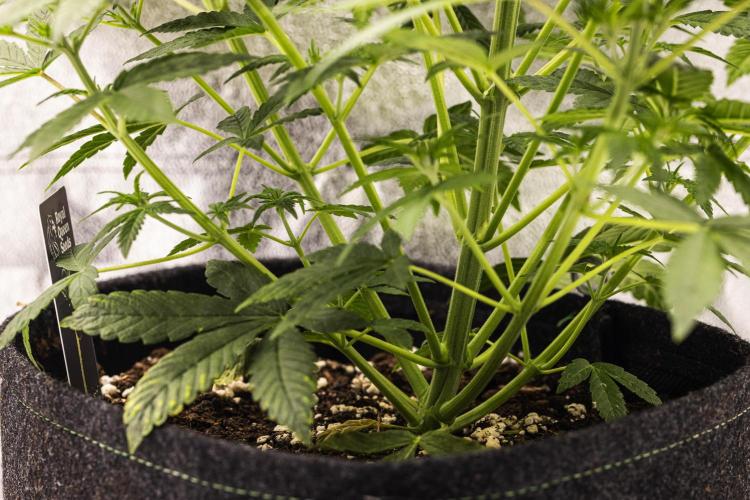 Royal Cheese - Farm #22. Week 3 - Royal Cheese - Day 21.