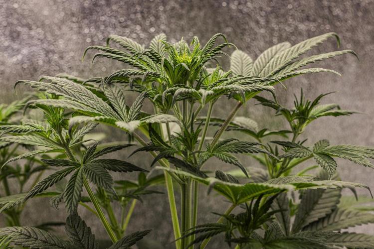 Royal Cheese - Farm #22. Week 3 - Royal Cheese - Day 21.