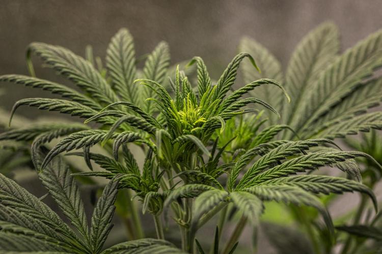 Royal Cheese - Farm #22. Week 3 - Royal Cheese - Day 21.