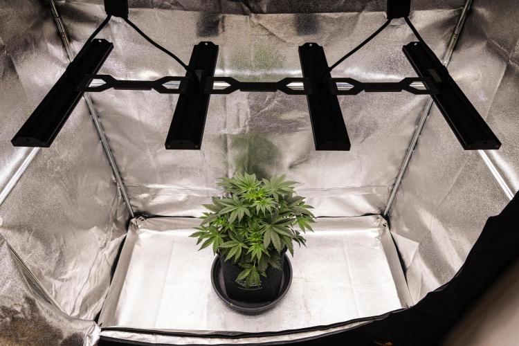 Mexican Rush - Farm #22. Week 3 - Mexican Rush - Day 21.