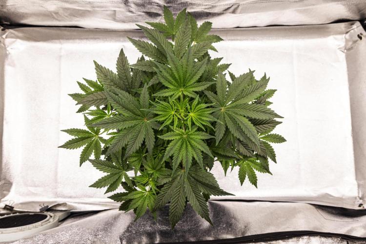 Mexican Rush - Farm #22. Week 3 - Mexican Rush - Day 21.
