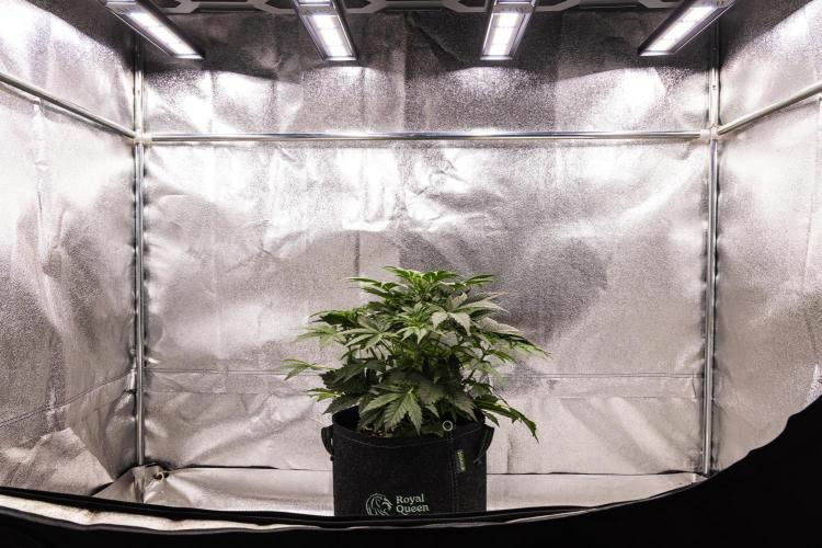 Mexican Rush - Farm #22. Week 3 - Mexican Rush - Day 21.