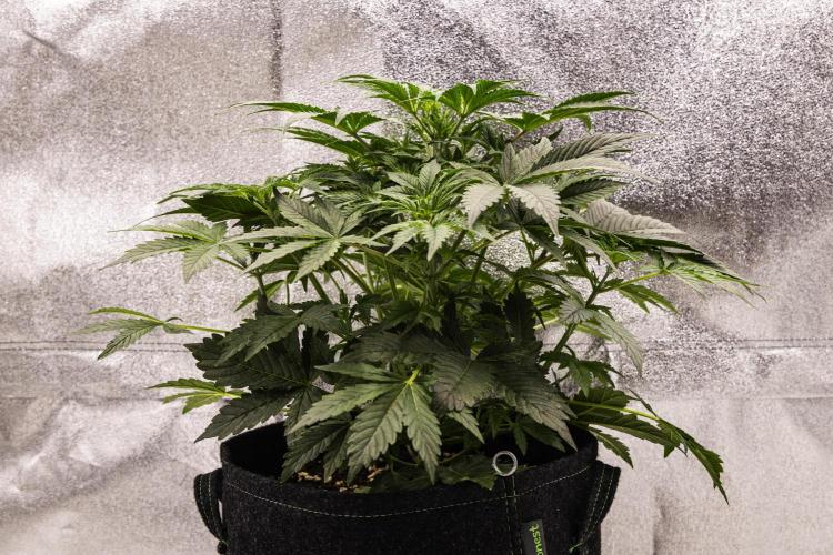 Mexican Rush - Farm #22. Week 3 - Mexican Rush - Day 21.