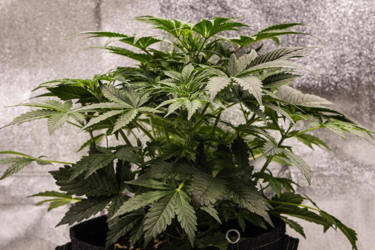 Mexican Rush - Farm #22. Week 3 - Mexican Rush - Day 21.
