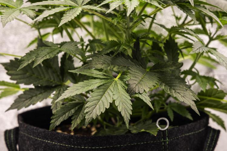 Mexican Rush - Farm #22. Week 3 - Mexican Rush - Day 21.