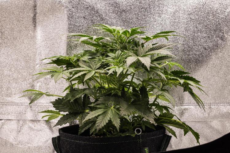 Mexican Rush - Farm #22. Week 3 - Mexican Rush - Day 21.