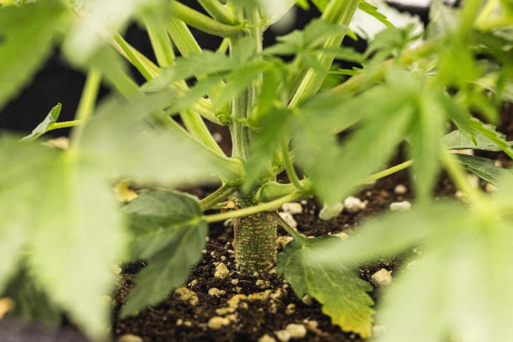 Mexican Rush - Farm #22. Week 3 - Mexican Rush - Day 21.