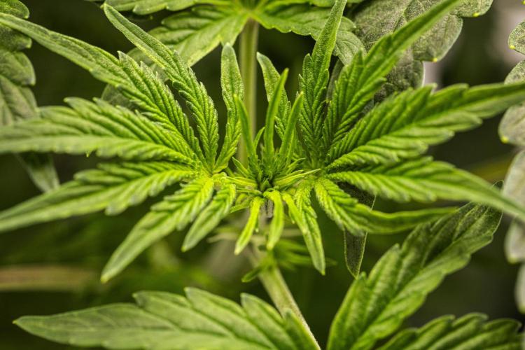 Mexican Rush - Farm #22. Week 3 - Mexican Rush - Day 21.