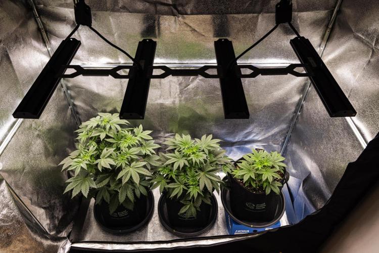 Apple Fritter - Farm #22. Week 3 - Butterflies Little Farm - Week 3.