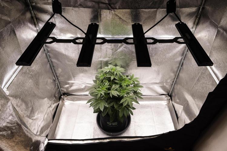 Apple Fritter - Farm #22. Week 3 - Apple Fritter - Day 21.