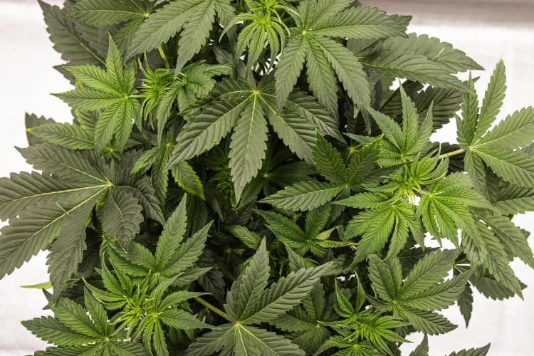 Apple Fritter - Farm #22. Week 3 - Apple Fritter - Day 21.