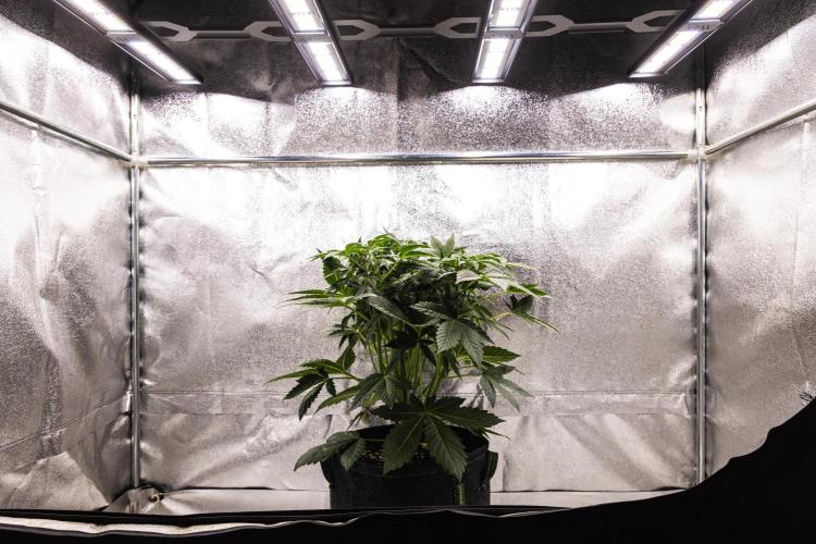Apple Fritter - Farm #22. Week 3 - Apple Fritter - Day 21.