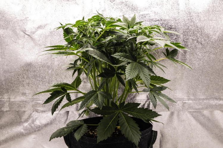 Apple Fritter - Farm #22. Week 3 - Apple Fritter - Day 21.
