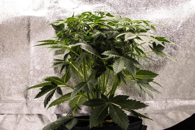 Apple Fritter - Farm #22. Week 3 - Apple Fritter - Day 21.