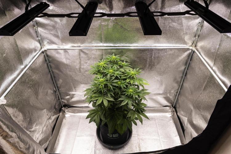 Apple Fritter - Farm #22. Week 4 - Apple Fritter - Day 28.