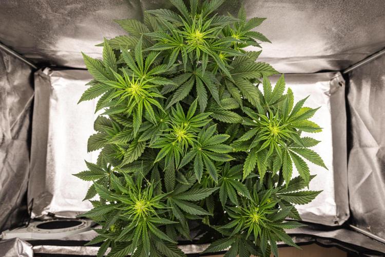 Apple Fritter - Farm #22. Week 4 - Apple Fritter - Day 28.