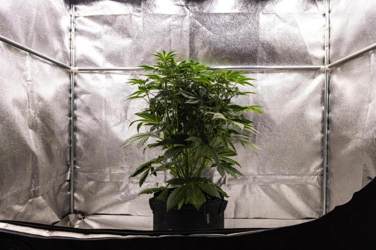 Apple Fritter - Farm #22. Week 4 - Apple Fritter - Day 28.