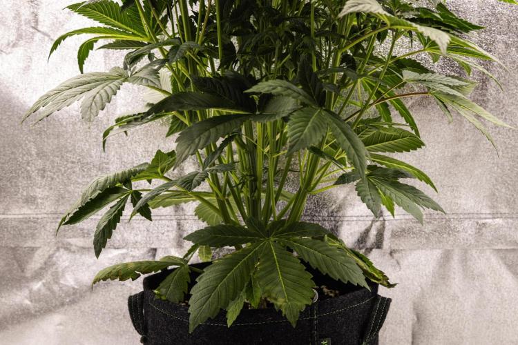 Apple Fritter - Farm #22. Week 4 - Apple Fritter - Day 28.