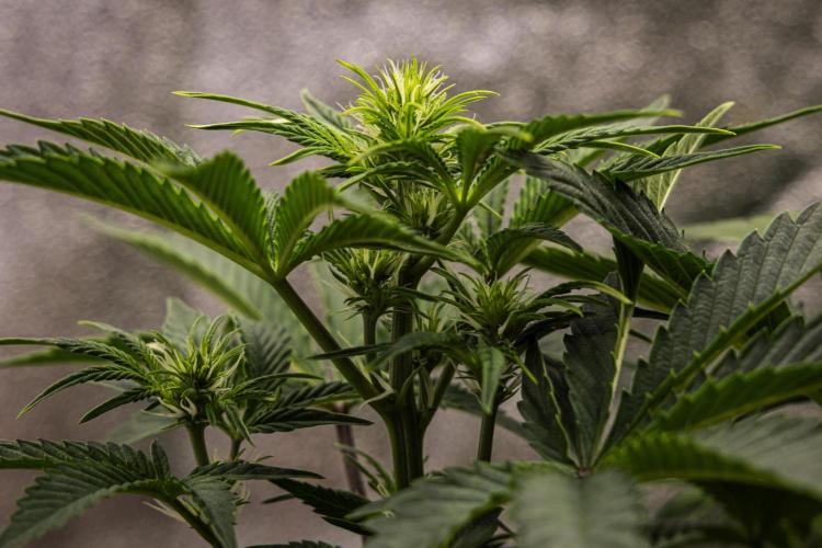 Apple Fritter - Farm #22. Week 4 - Apple Fritter - Day 28.