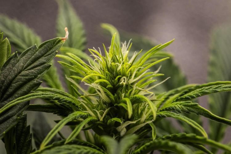 Apple Fritter - Farm #22. Week 4 - Apple Fritter - Day 28.