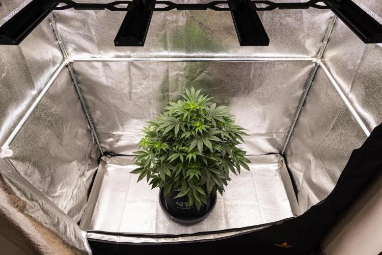 Mexican Rush - Farm #22. Week 4 - Mexican Rush - Day 28.