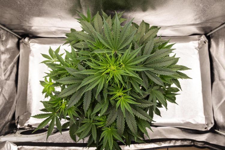 Mexican Rush - Farm #22. Week 4 - Mexican Rush - Day 28.