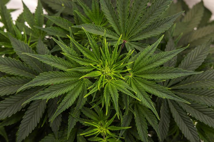 Mexican Rush - Farm #22. Week 4 - Mexican Rush - Day 28.