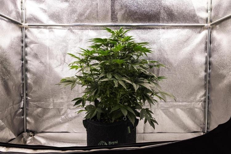 Mexican Rush - Farm #22. Week 4 - Mexican Rush - Day 28.