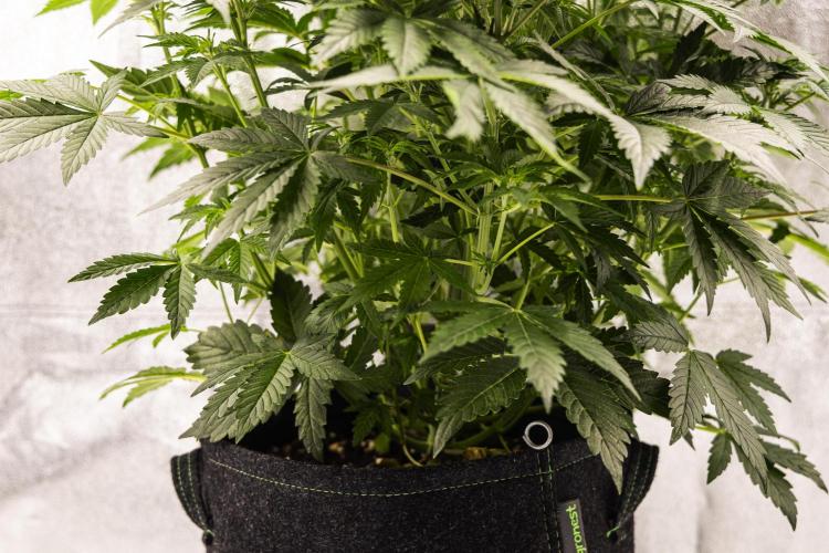 Mexican Rush - Farm #22. Week 4 - Mexican Rush - Day 28.