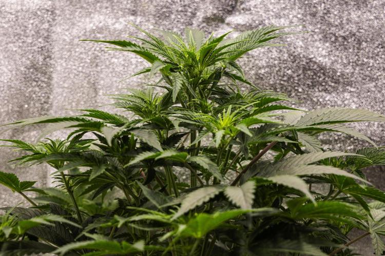 Mexican Rush - Farm #22. Week 4 - Mexican Rush - Day 28.