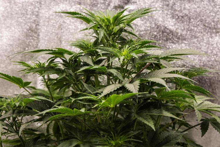 Mexican Rush - Farm #22. Week 4 - Mexican Rush - Day 28.