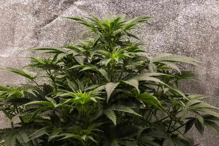 Mexican Rush - Farm #22. Week 4 - Mexican Rush - Day 28.