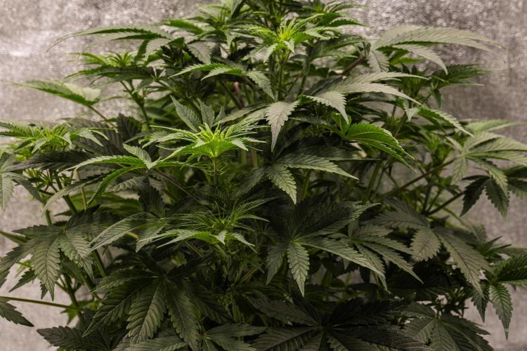 Mexican Rush - Farm #22. Week 4 - Mexican Rush - Day 28.