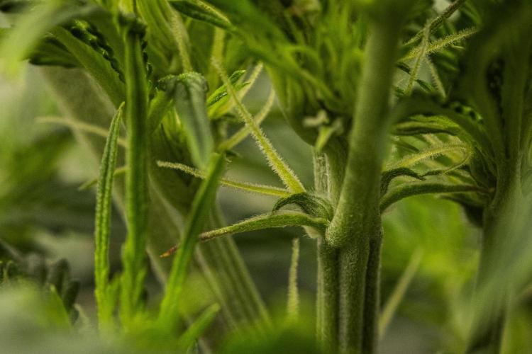 Mexican Rush - Farm #22. Week 4 - Mexican Rush - Day 28.