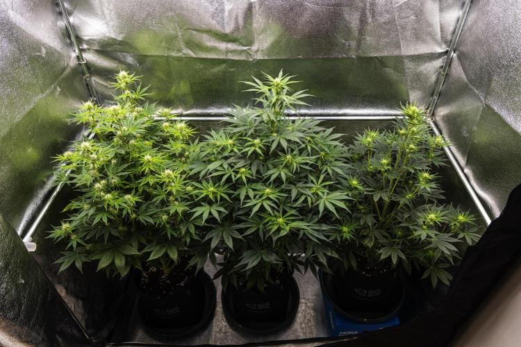 Royal Cheese - Farm #22. Week 4 - Butterflies Little Farm - Week 4.