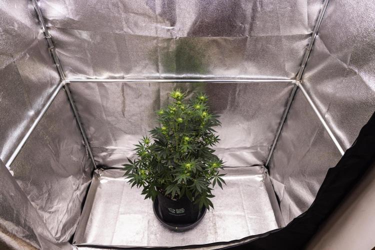Royal Cheese - Farm #22. Week 4 - Royal Cheese - Day 28.